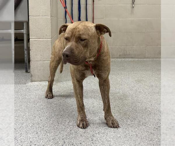Medium Photo #1 American Pit Bull Terrier-Unknown Mix Puppy For Sale in Conroe, TX, USA