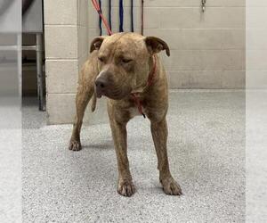 American Pit Bull Terrier-Unknown Mix Dogs for adoption in Conroe, TX, USA
