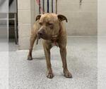 Small American Pit Bull Terrier Mix
