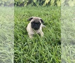 Image preview for Ad Listing. Nickname: Peaches