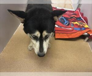 Siberian Husky-Unknown Mix Dogs for adoption in Martinez, CA, USA