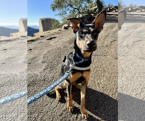 Doberman Pinscher-Unknown Mix Dogs for adoption in San Diego, CA, USA