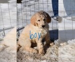 Small Photo #10 Goldendoodle Puppy For Sale in LAPEER, MI, USA