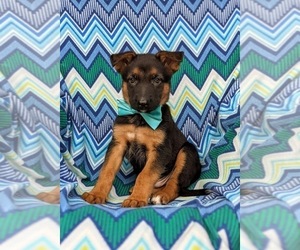 German Shepherd Dog Puppy for sale in ELKTON, MD, USA