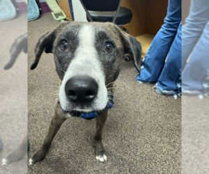 Catahoula Leopard Dog-Unknown Mix Dogs for adoption in Brooklyn Center, MN, USA