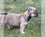 Puppy Puppy 5 Ophelia French Bulldog