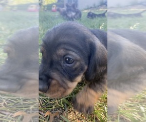 Dachshund Puppy for sale in LAPEER, MI, USA