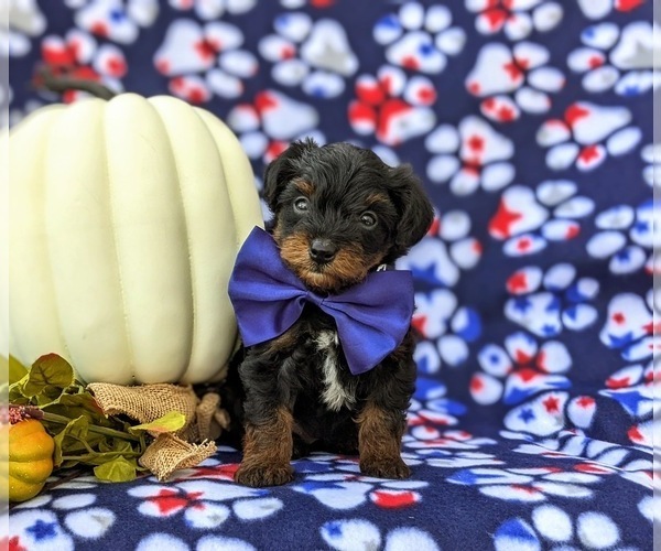 Medium Photo #4 YorkiePoo Puppy For Sale in KIRKWOOD, PA, USA