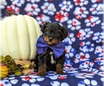 Small Photo #4 YorkiePoo Puppy For Sale in KIRKWOOD, PA, USA