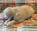 Puppy 5 English Cream Golden Retriever