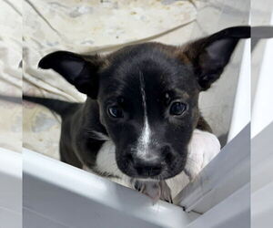 Mutt Dogs for adoption in GILBERTS, IL, USA
