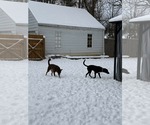 Small Photo #7 Catahoula Leopard Dog-Labrador Retriever Mix Puppy For Sale in Strongsville, OH, USA