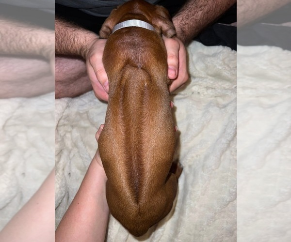 Medium Photo #7 Rhodesian Ridgeback Puppy For Sale in MURFREESBORO, TN, USA