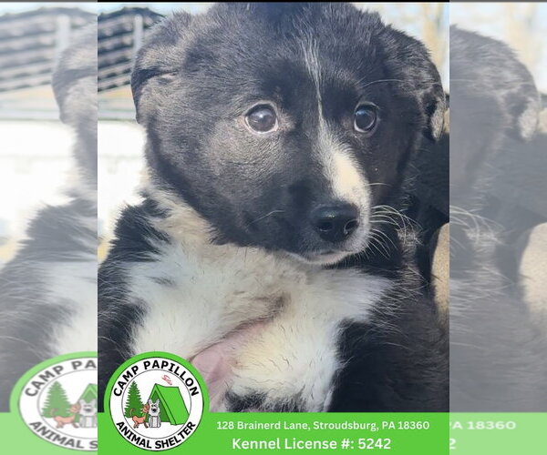 Medium Photo #1 Border Collie-Unknown Mix Puppy For Sale in Stroudsburg, PA, USA