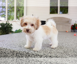 Havanese Puppy for Sale in SYRACUSE, Indiana USA