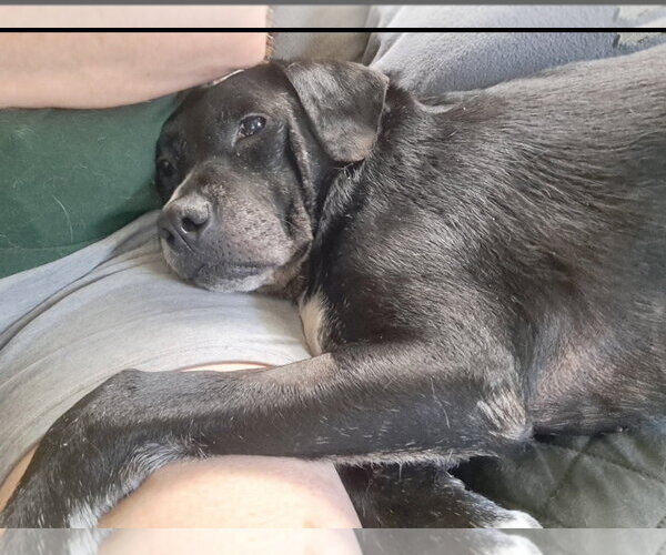Medium Photo #4 Labrador Retriever-Unknown Mix Puppy For Sale in Royal Palm Beach, FL, USA
