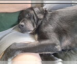 Small Photo #4 Labrador Retriever-Unknown Mix Puppy For Sale in Royal Palm Beach, FL, USA
