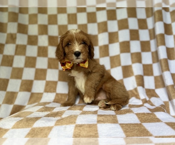 Medium Photo #1 Cavapoo (Miniature) Puppy For Sale in LAKELAND, FL, USA