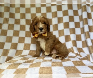Cavapoo (Miniature) Puppy for Sale in LAKELAND, Florida USA