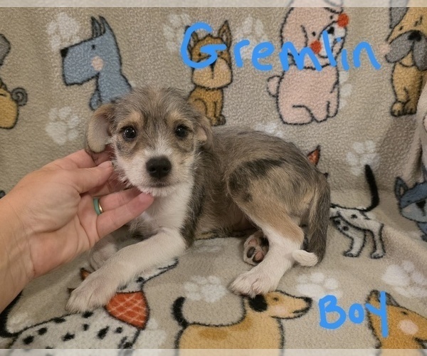 Medium Photo #1 Chizer Puppy For Sale in MONTEZUMA, GA, USA