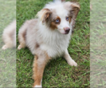 Small #1 Australian Shepherd Mix