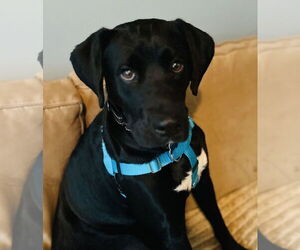 Labrador Retriever-Unknown Mix Dogs for adoption in Plainfield, IL, USA