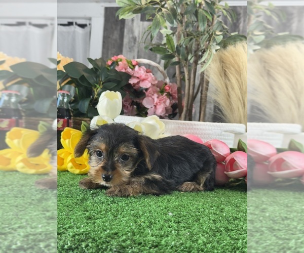 Medium Photo #3 Yorkshire Terrier Puppy For Sale in CANOGA, NY, USA