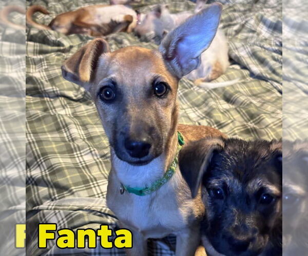 Medium Photo #12 Dachshund-Unknown Mix Puppy For Sale in San Antonio, TX, USA