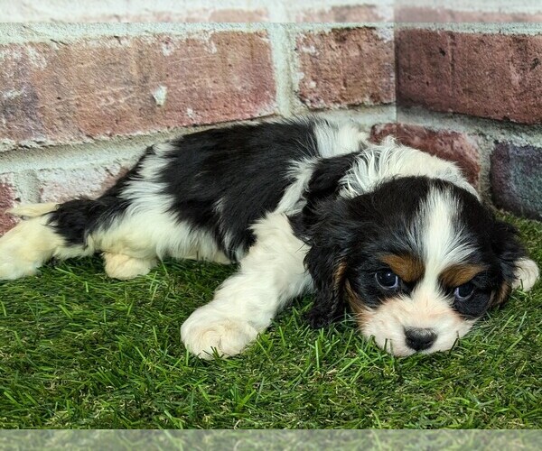 Medium Photo #5 Cavalier King Charles Spaniel Puppy For Sale in MOBERLY, MO, USA