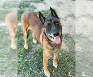 German Shepherd Dog-Unknown Mix Dogs for adoption in Riverside, CA, USA
