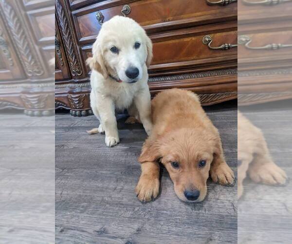 Medium Photo #15 Golden Retriever Puppy For Sale in CITRUS HEIGHTS, CA, USA