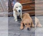 Small #14 Golden Retriever