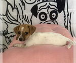Small #1 Jack Russell Terrier