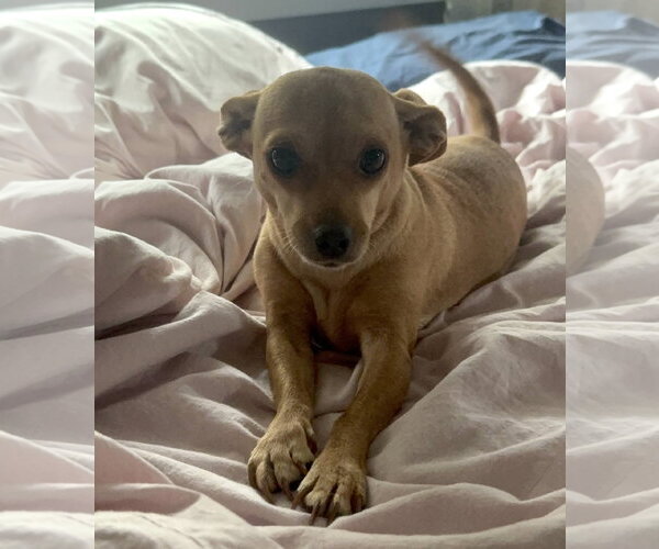 Medium Photo #2 Chihuahua-Unknown Mix Puppy For Sale in Bellevue, WA, USA