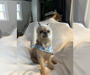 Father of the Brussels Griffon puppies born on 05/27/2026