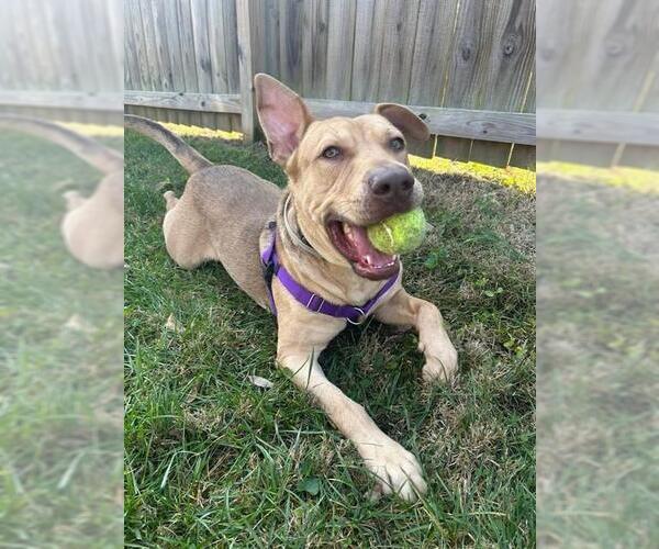 Medium Photo #2 Mutt Puppy For Sale in Louisville, KY, USA