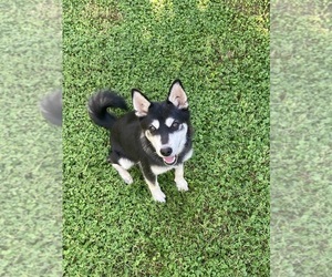 Alaskan Klee Kai Puppy for sale in GLENDALE, AZ, USA