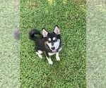 Small Alaskan Klee Kai