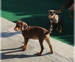 Litter of 2 - Male(s) and Female(s) Doberman PinscherLitter of Puppies for Sale - Photo #11