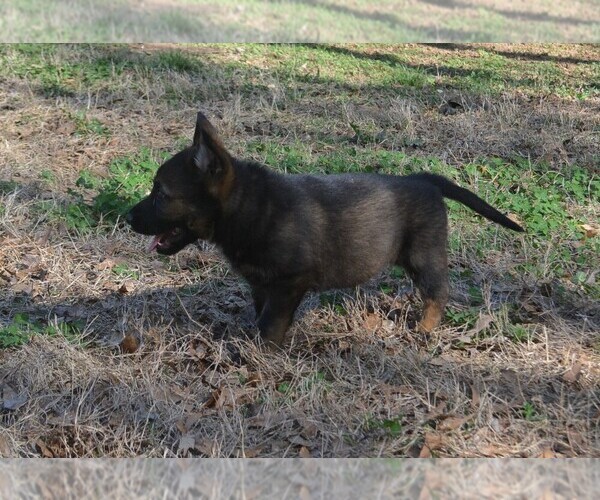 Medium Photo #3 German Shepherd Dog Puppy For Sale in POWDER SPRINGS, GA, USA