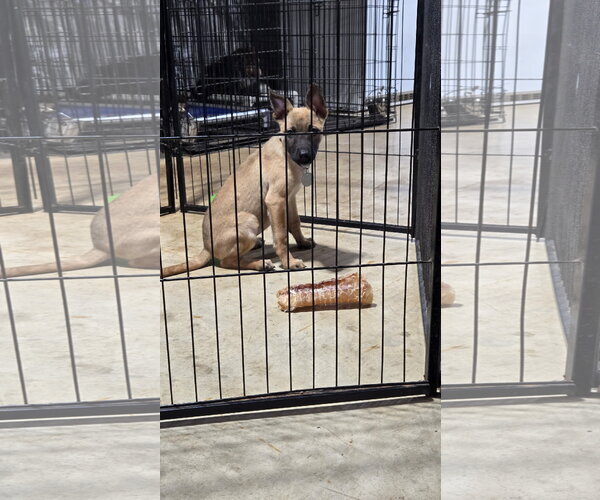 Medium Photo #10 German Shepherd Dog-Unknown Mix Puppy For Sale in Centreville, VA, USA