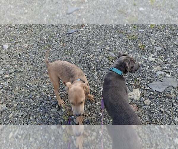 Medium Photo #36 American Pit Bull Terrier-Unknown Mix Puppy For Sale in Sebec, ME, USA