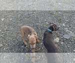 Small #35 American Pit Bull Terrier Mix
