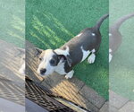 Small #2 Mutt