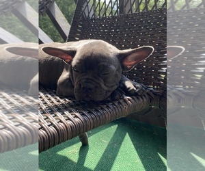 French Bulldog Puppy for sale in BIDDEFORD, ME, USA