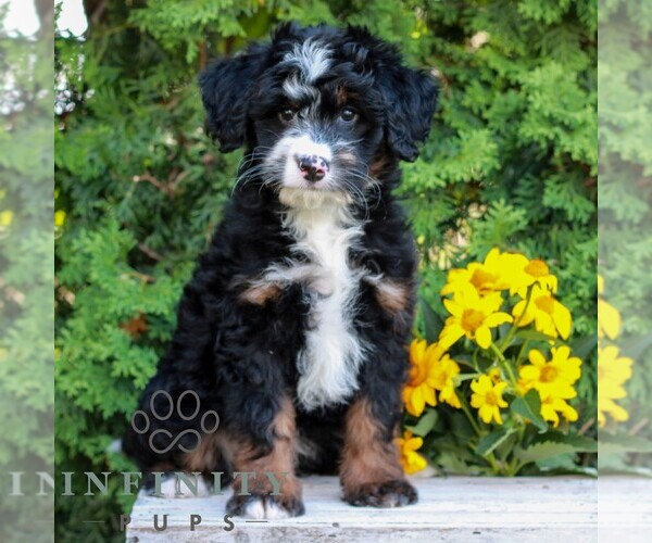 Medium Photo #2 Bernedoodle (Miniature) Puppy For Sale in LITITZ, PA, USA