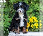 Small #1 Bernedoodle (Miniature)