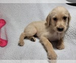 Small Photo #6 Goldendoodle Puppy For Sale in AIKEN, SC, USA