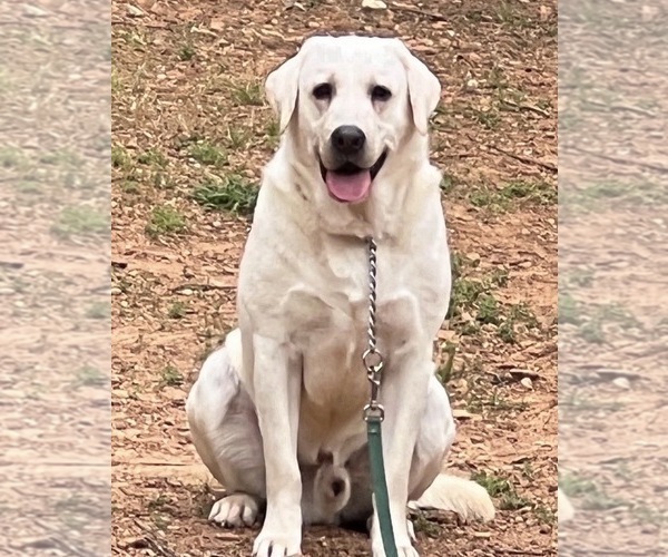 Medium Photo #1 Labrador Retriever Puppy For Sale in ALL HEALING SPRINGS, NC, USA