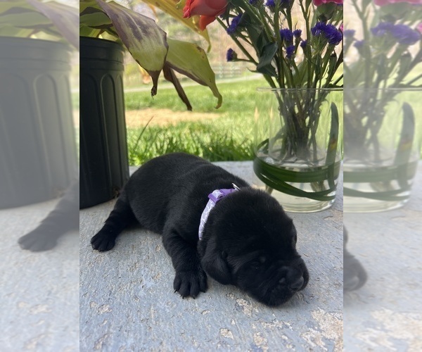 Medium Photo #6 Labrador Retriever Puppy For Sale in NEOLA, WV, USA